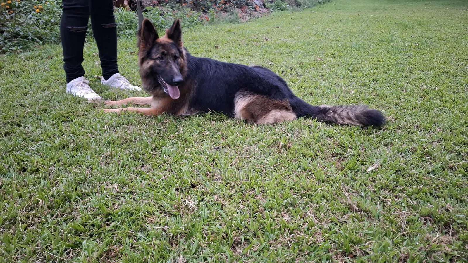 Dog Training Services