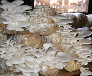 Mushroom Spawns