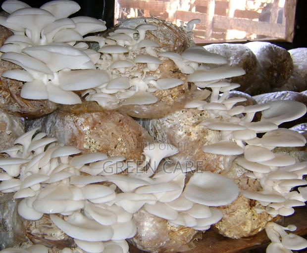 Mushroom Spawns - main view