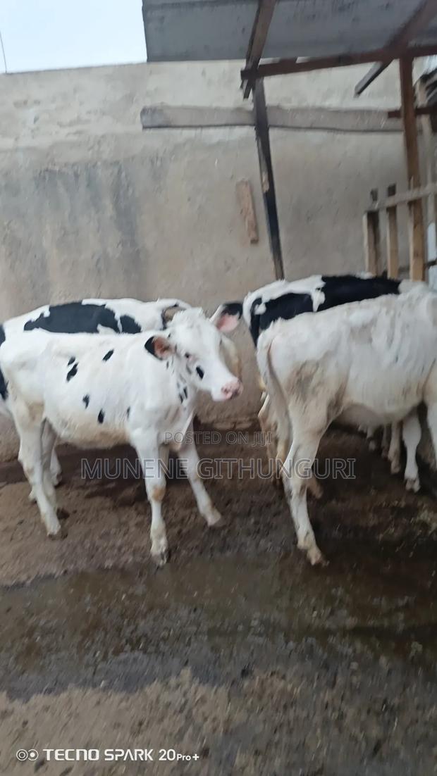 30 Super Perdigree Bullying Heifers