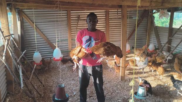 Healthy Improved Kienyeji Cocks, Ideal for Breeding or Meat Available - main view