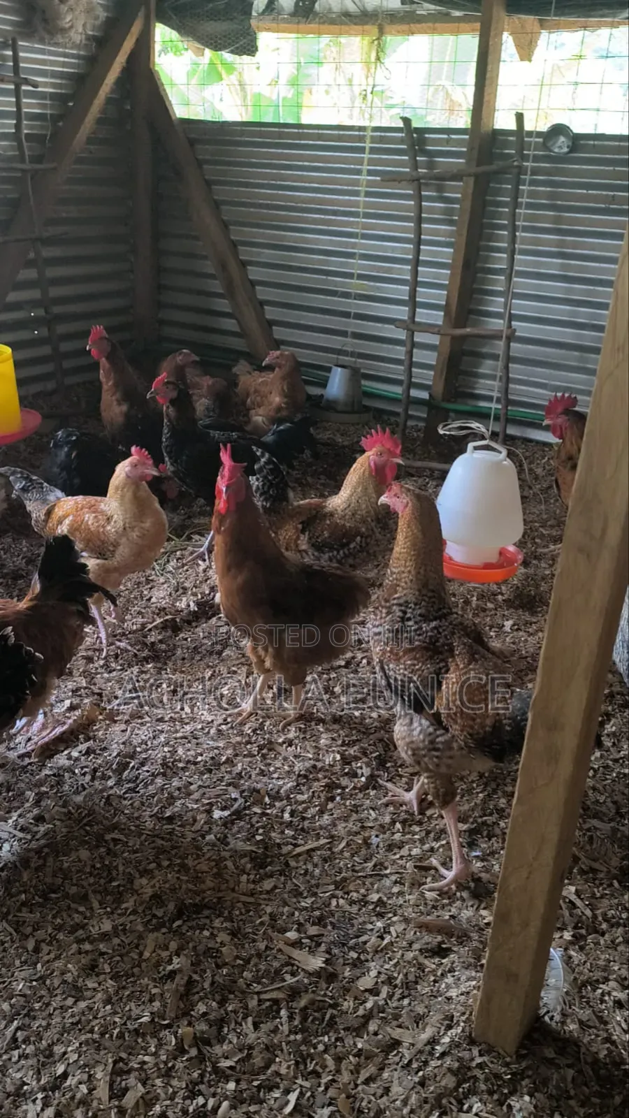 Healthy Improved Kienyeji Cocks, Ideal for Breeding or Meat Available