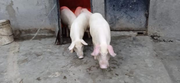 Piglets For Sale - thumbnail 3