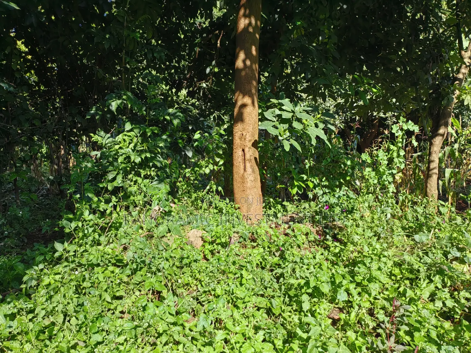 100x100 Plot in Boroti Githarane Kiambu County.