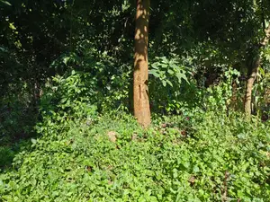 100x100 Plot in Boroti Githarane Kiambu County.
