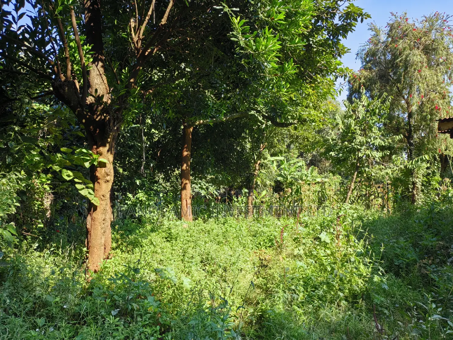 100x100 Plot in Boroti Githarane Kiambu County.