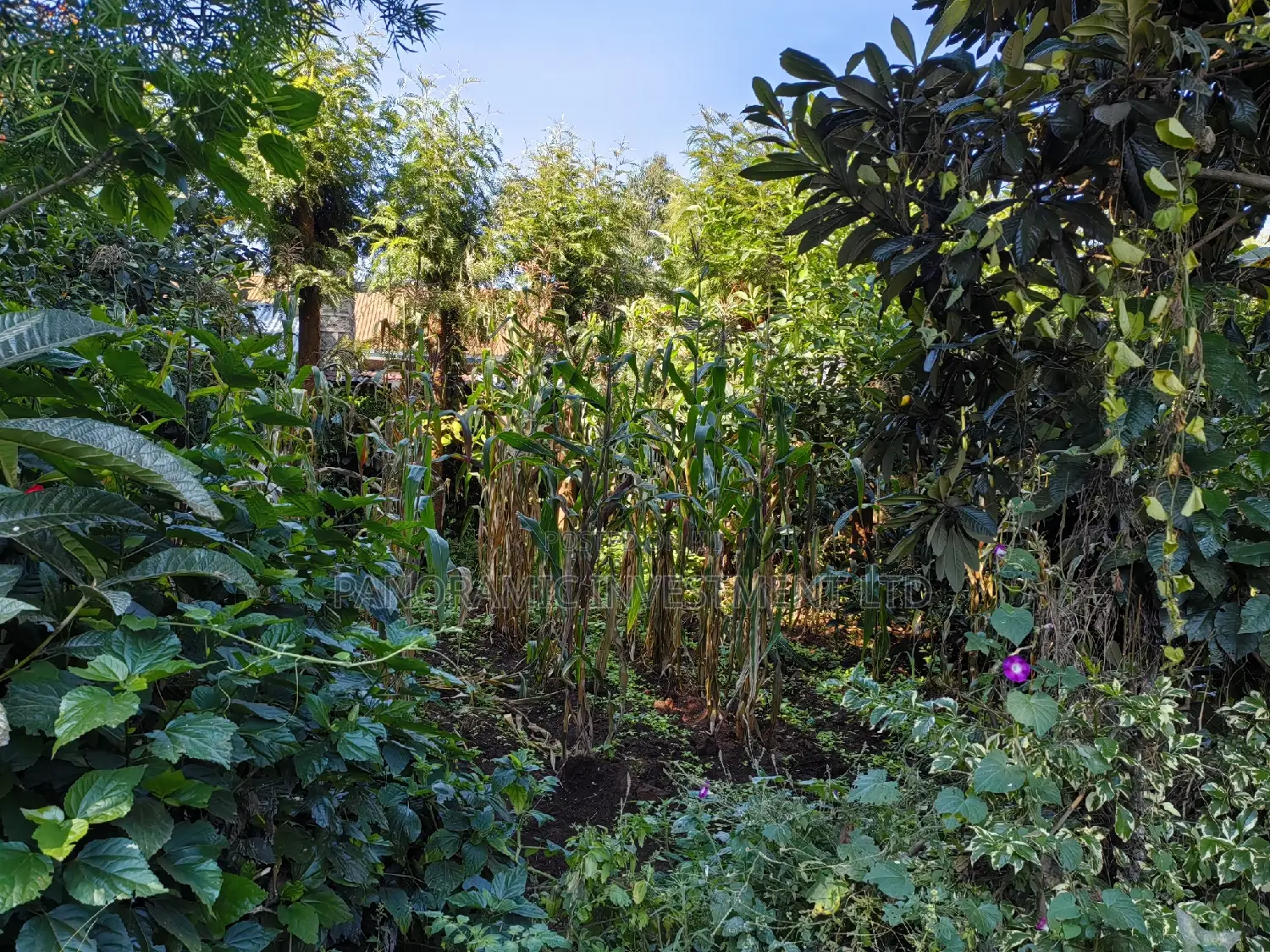 100x100 Plot in Boroti Githarane Kiambu County.