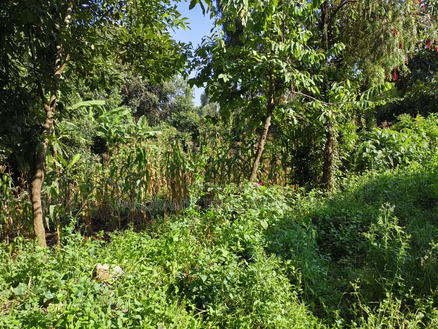 100x100 Plot in Boroti Githarane Kiambu County.