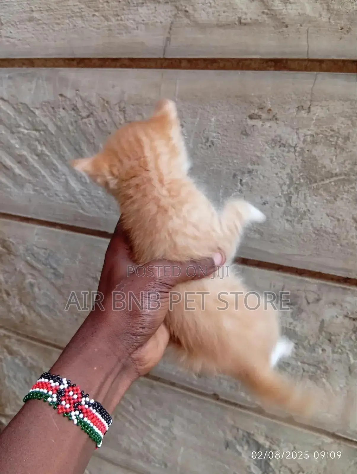 1-3 months Male Mixed Breed American Curl