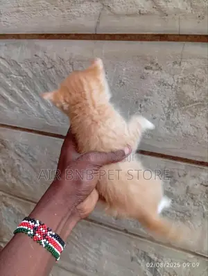 1-3 months Male Mixed Breed American Curl
