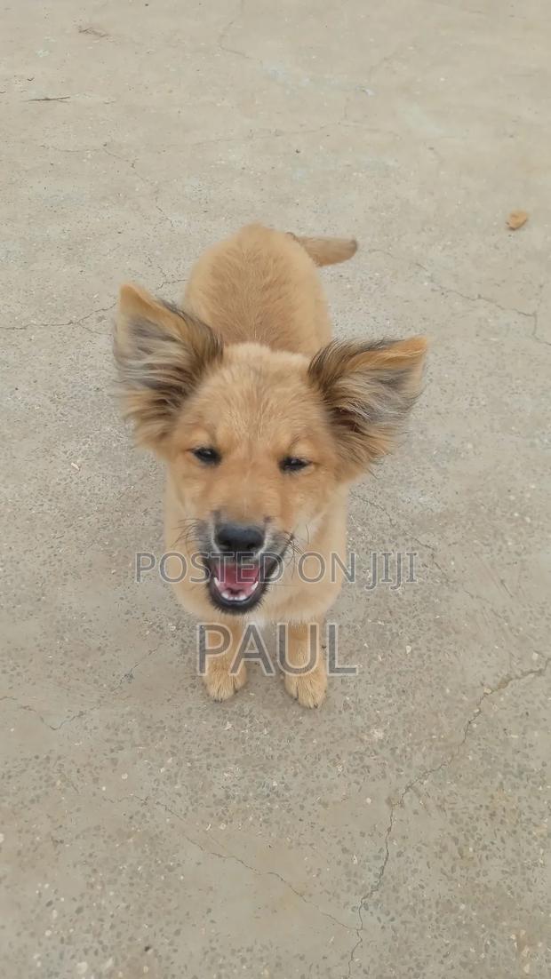 3-6 months Male Mixed Breed Maltese - thumbnail 3