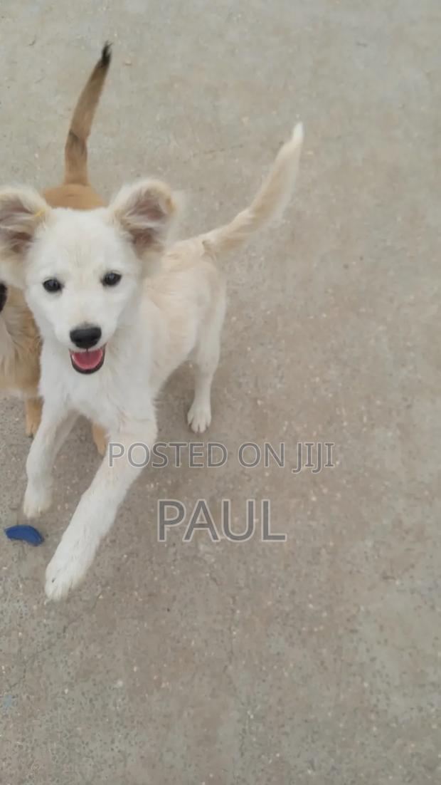 3-6 months Male Mixed Breed Maltese - main view