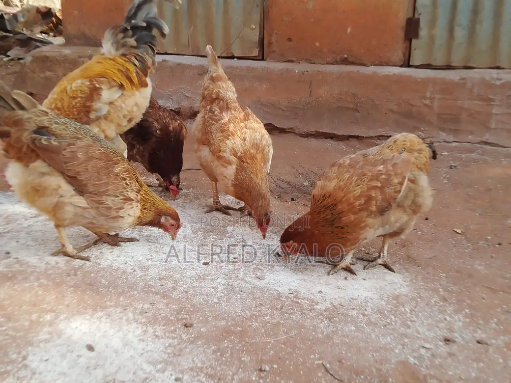 Improved Kienyeji Chicken