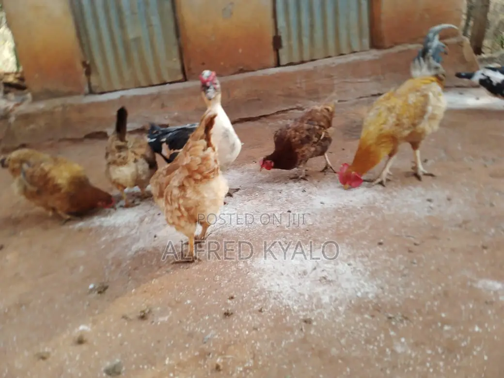 Improved Kienyeji Chicken