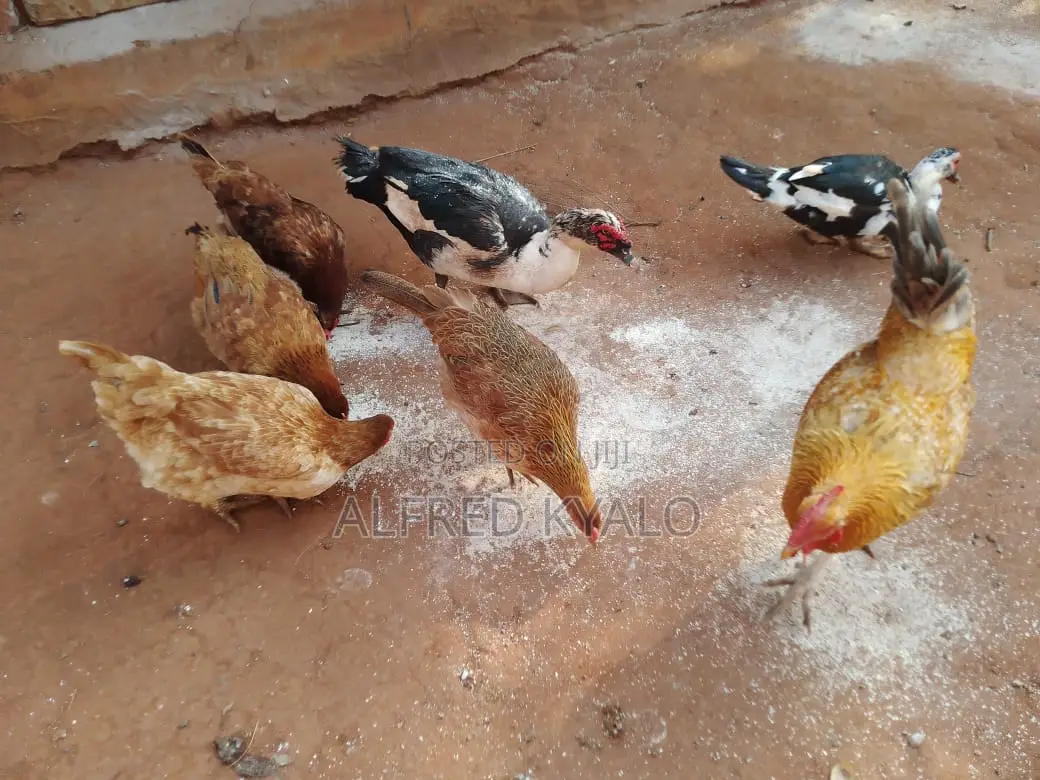 Improved Kienyeji Chicken