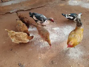 Improved Kienyeji Chicken