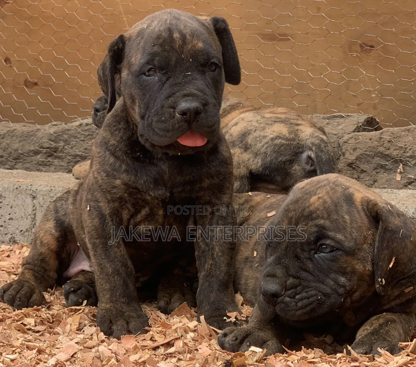 1-3 months Male Purebred Boerboel