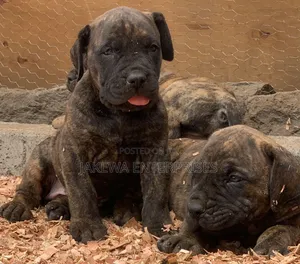 1-3 months Male Purebred Boerboel