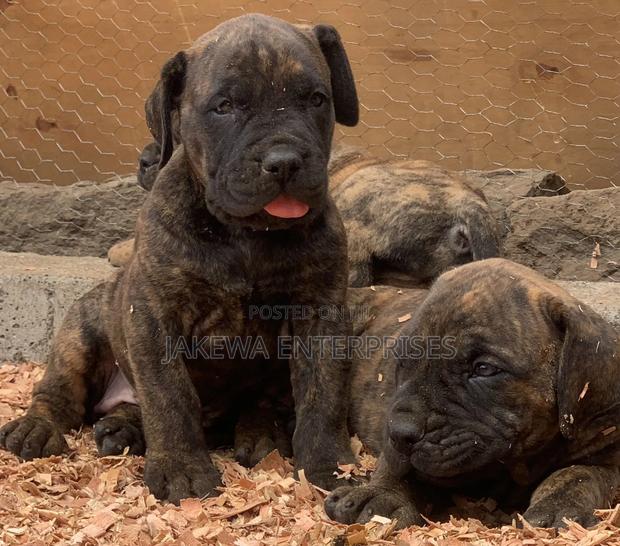 1-3 months Male Purebred Boerboel