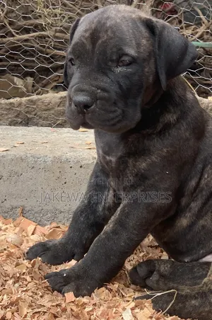 1-3 months Female Purebred Boerboel