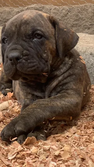 1-3 months Male Purebred Boerboel