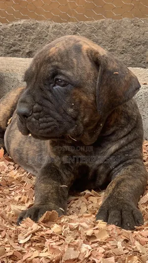1-3 months Female Purebred Boerboel