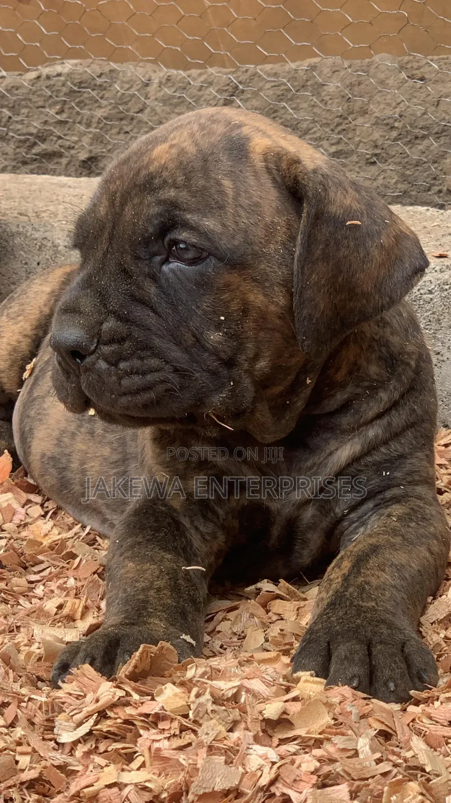 1-3 months Female Purebred Boerboel