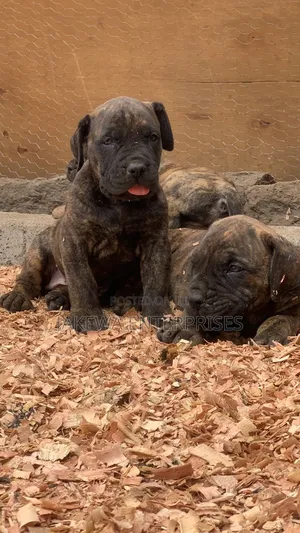 1-3 months Male Purebred Boerboel