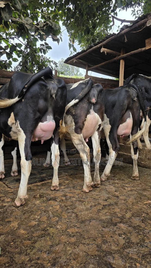 3 Super Extra Giant Heifers - main view
