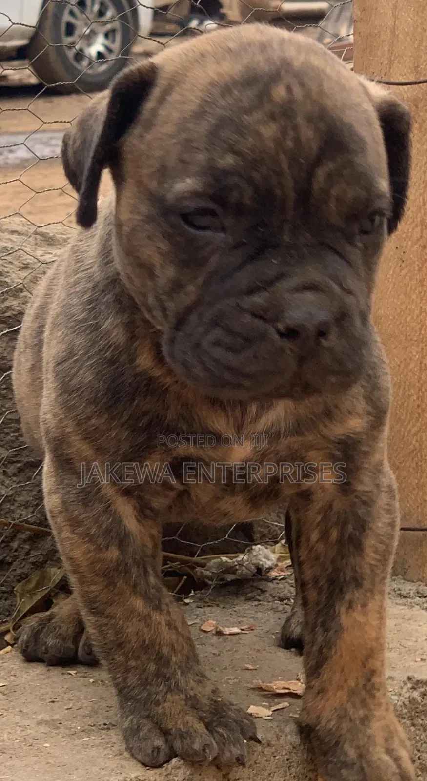 1-3 months Male Purebred Boerboel
