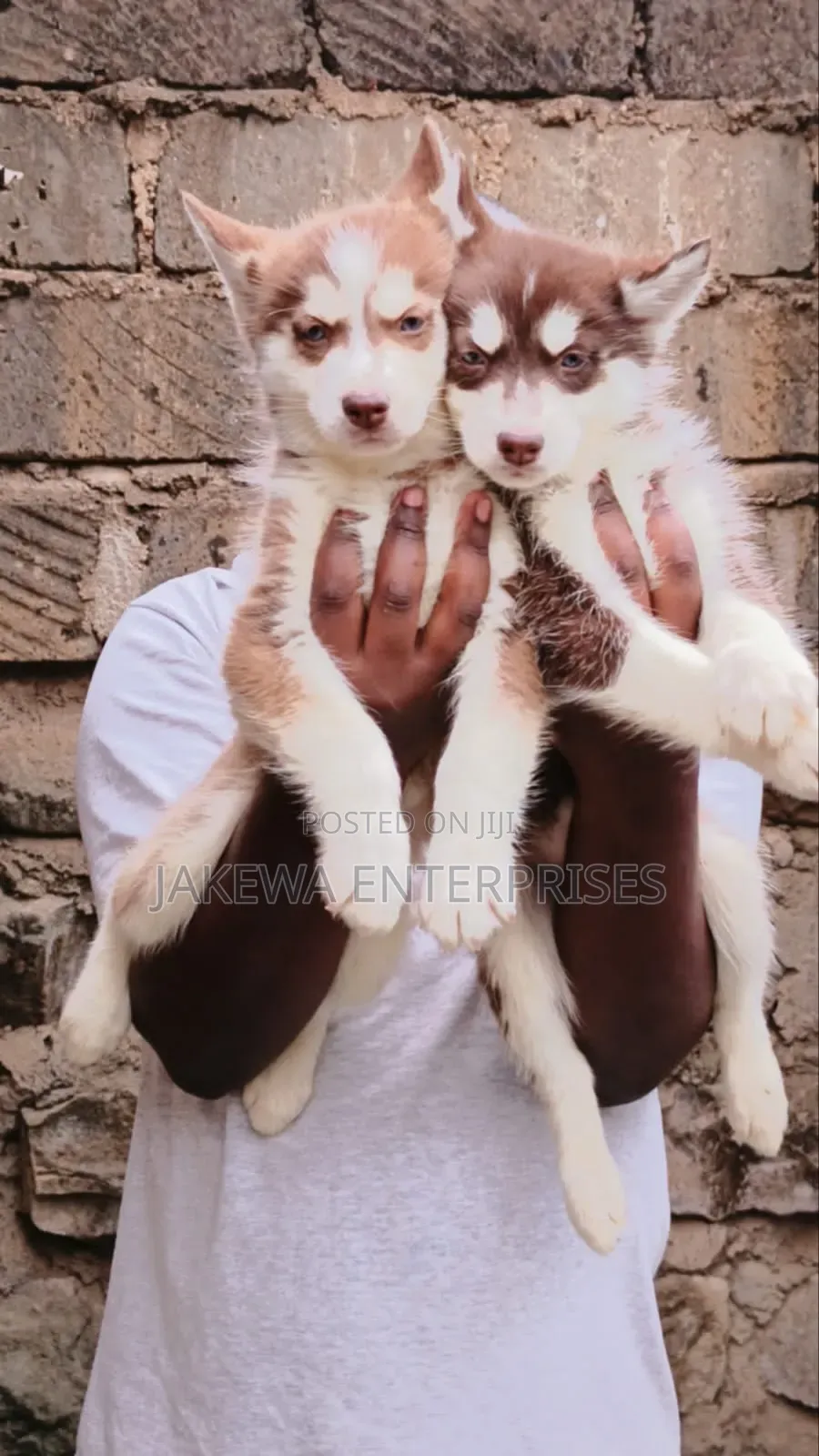 1-3 months Male Purebred Siberian Husky