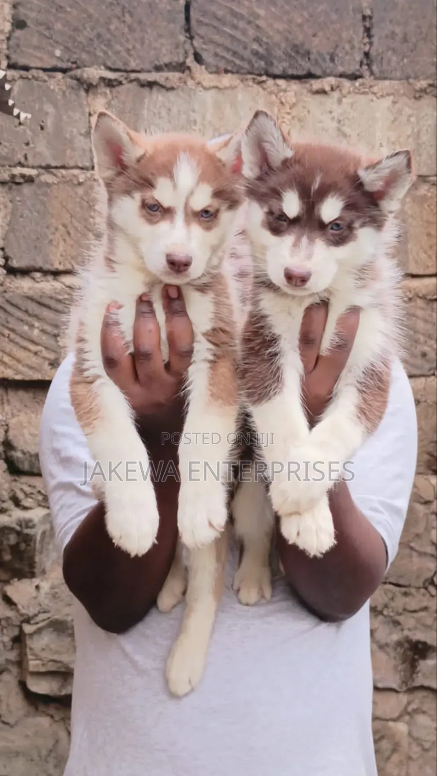 1-3 months Female Purebred Siberian Husky