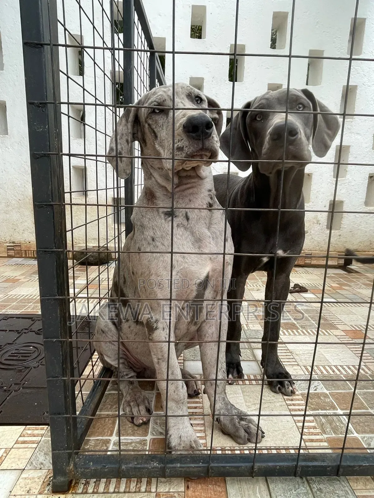 3-6 months Male Purebred Great Dane