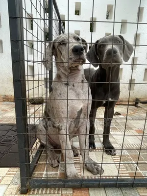 3-6 months Male Purebred Great Dane