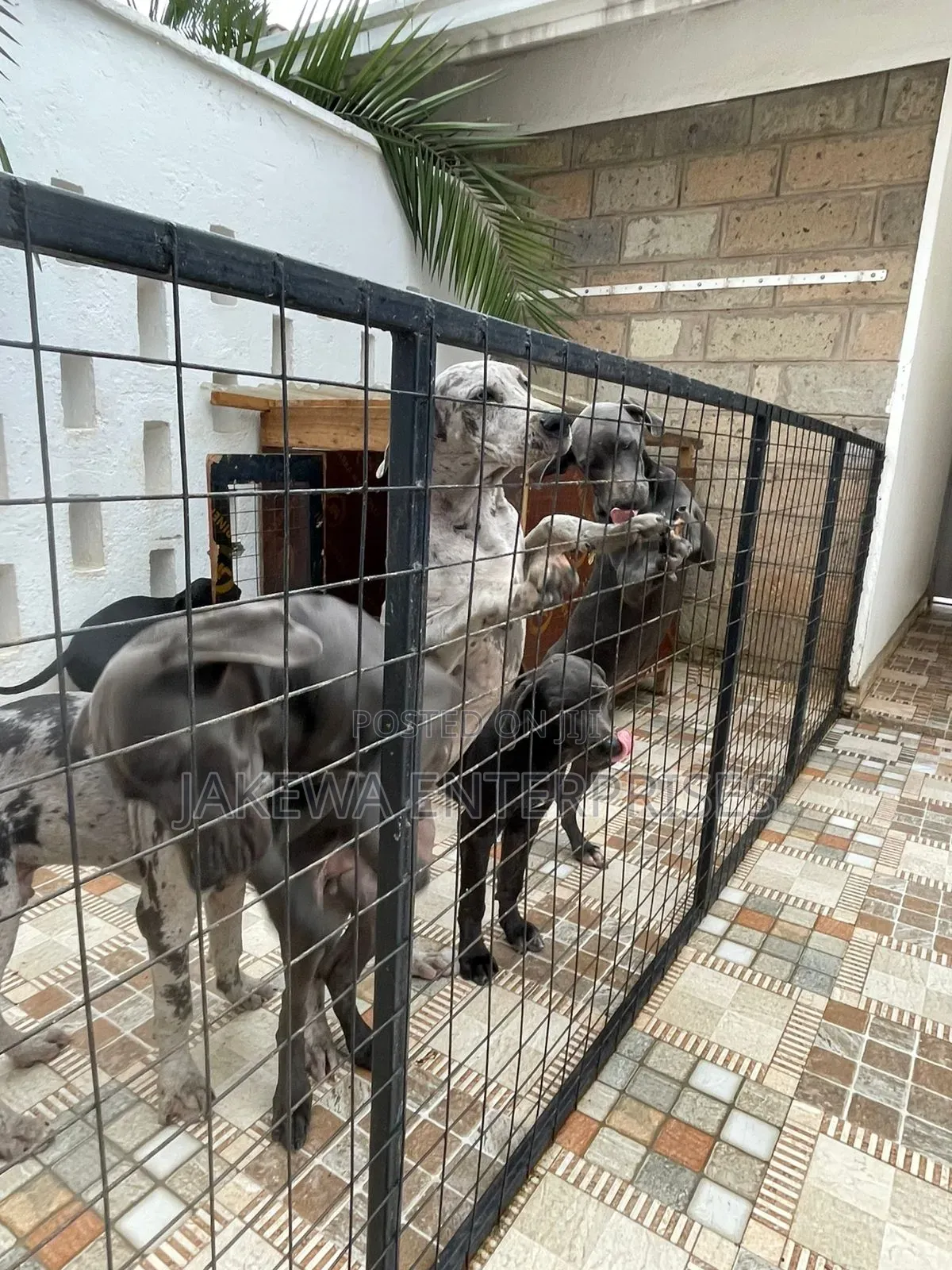 3-6 months Female Purebred Great Dane
