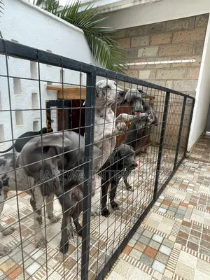 3-6 months Female Purebred Great Dane