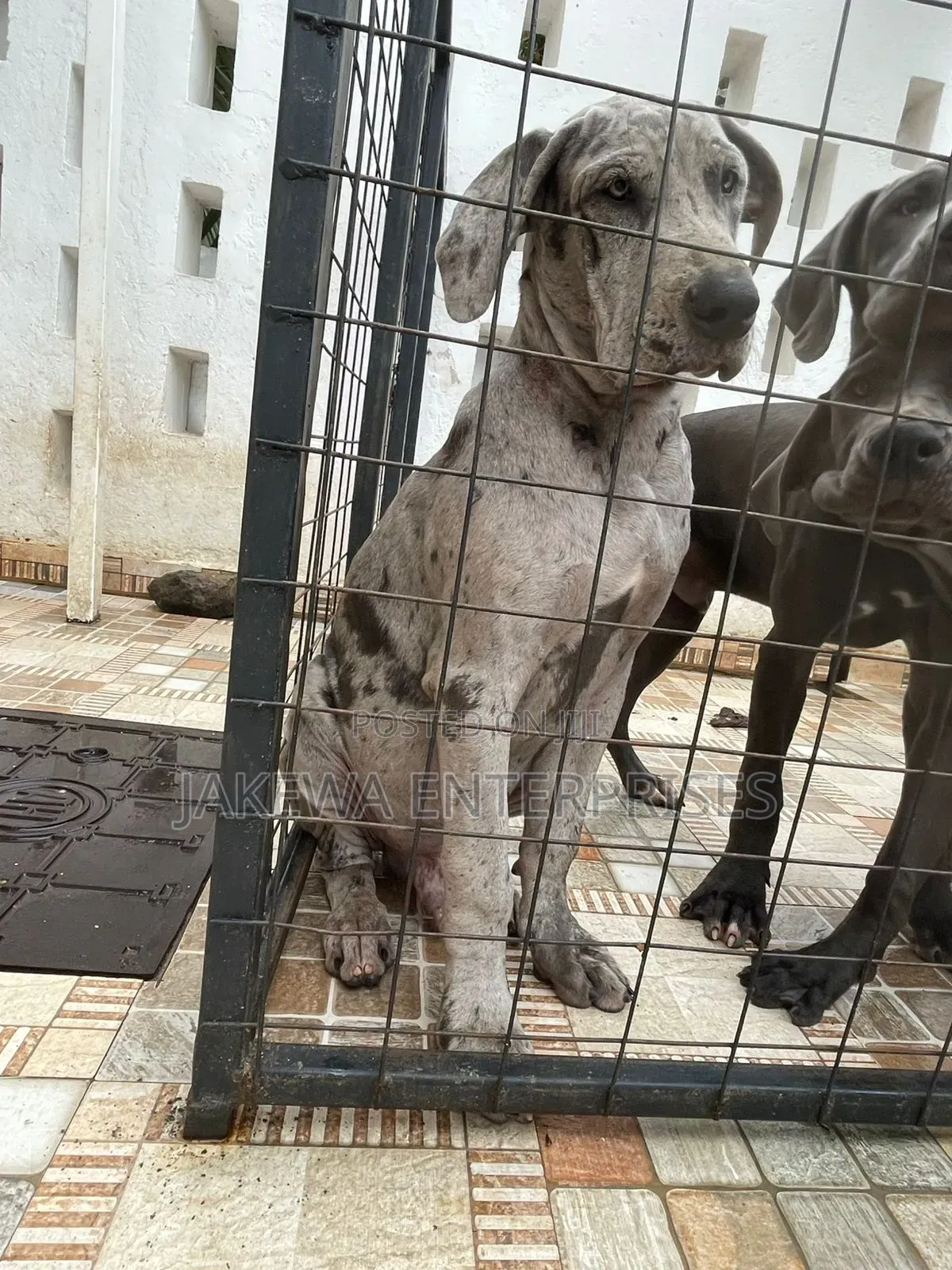 6-12 months Male Purebred Great Dane