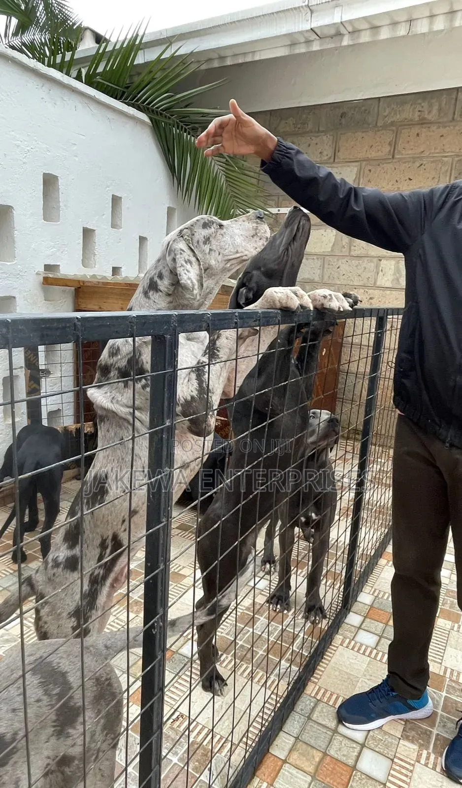 3-6 months Female Purebred Great Dane