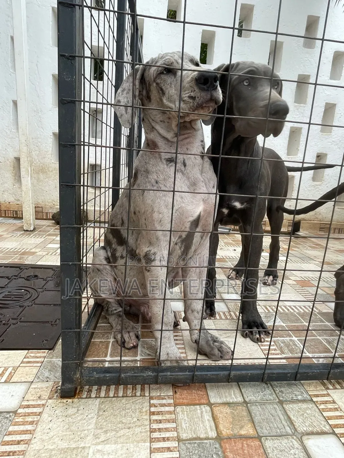 3-6 months Male Purebred Great Dane
