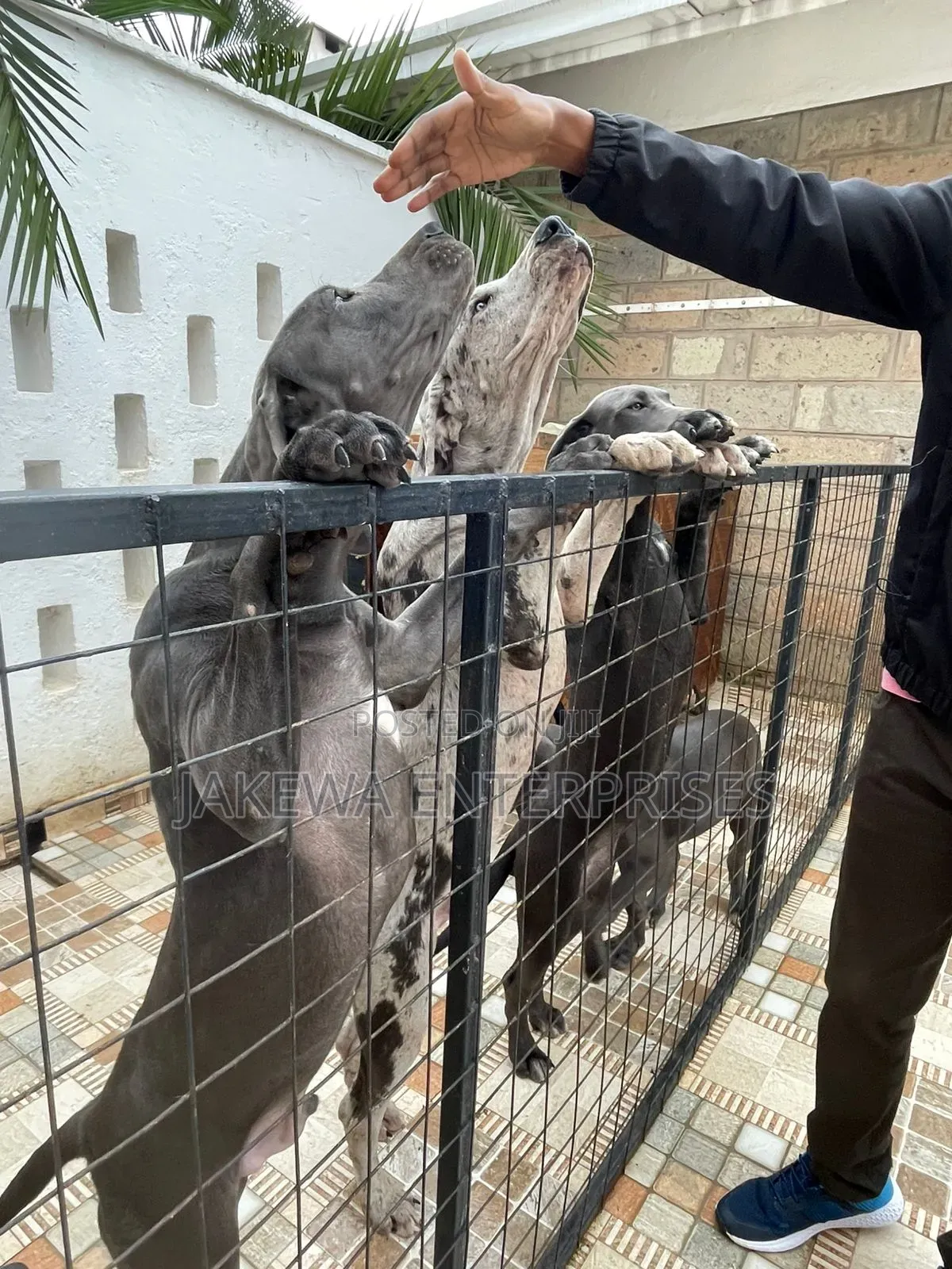 3-6 months Female Purebred Great Dane