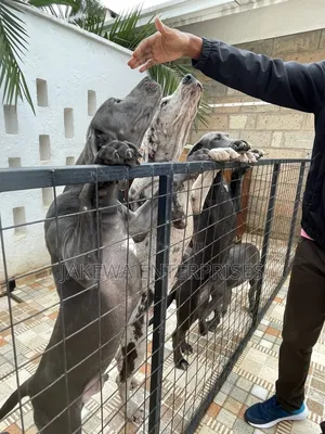 3-6 months Female Purebred Great Dane