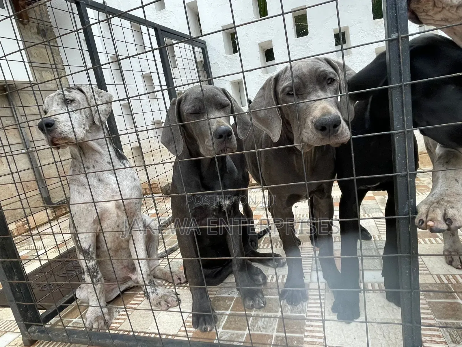 3-6 months Male Purebred Great Dane