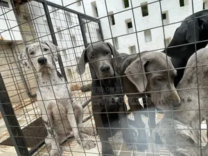 3-6 months Male Purebred Great Dane