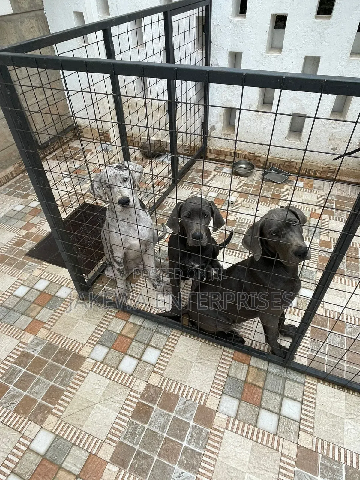 3-6 months Female Purebred Great Dane