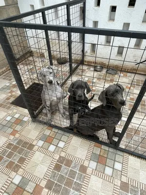 3-6 months Female Purebred Great Dane