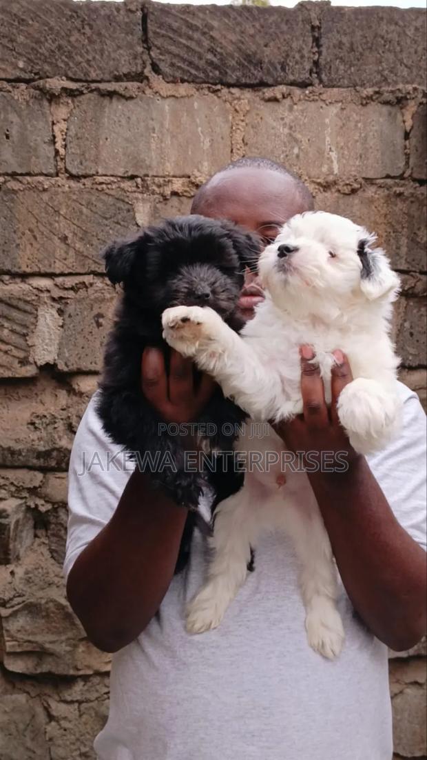 1-3 months Male Purebred Havanese