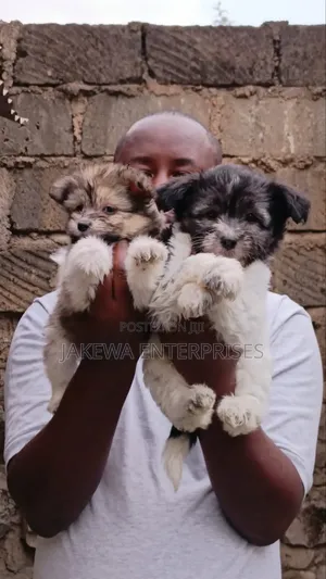 1-3 months Female Purebred Havanese