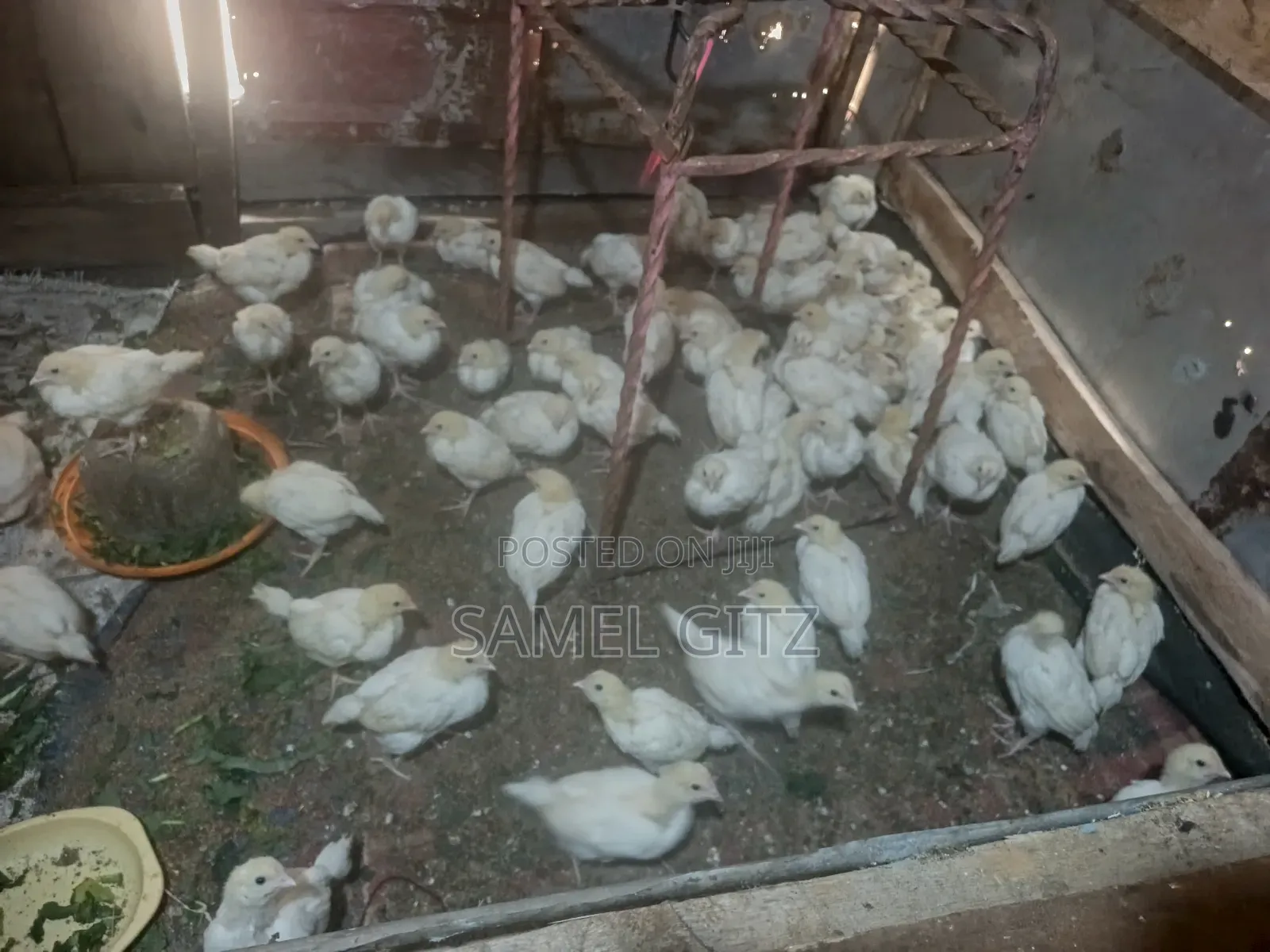 Kienyeji Chicks