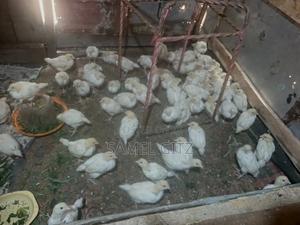Kienyeji Chicks - thumbnail 2