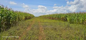 Prime Plots for Sale in Illula Limo in Eldoret